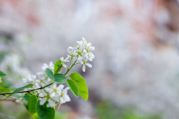 spring blooming fruit tree leaves trunk