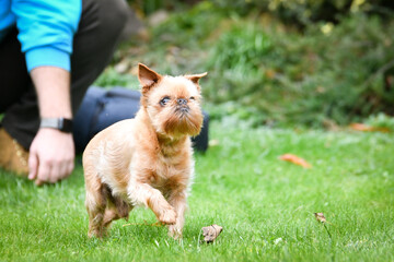 Brown dog is running in autumn nature. He is so cute dog.