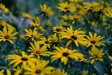 żółte kwiaty ,rozmyte ,popołudnie ogród