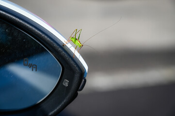 A green grasshopper sits on a car rear-view mirror. He is a blind passenger.