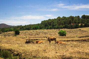 Cows in a field