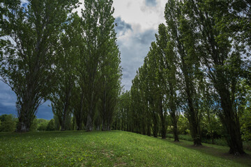 Scenic and beautiful view of trees inside the park of Ferrara