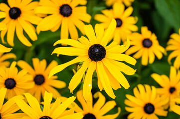 Top view of yellow echinacea blossoms (coneflower).