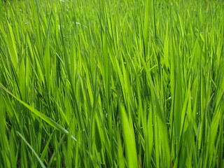 Fototapeta na wymiar Full-screen green grass from Friesland, The Netherlands