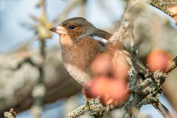 Buchfink im Baum