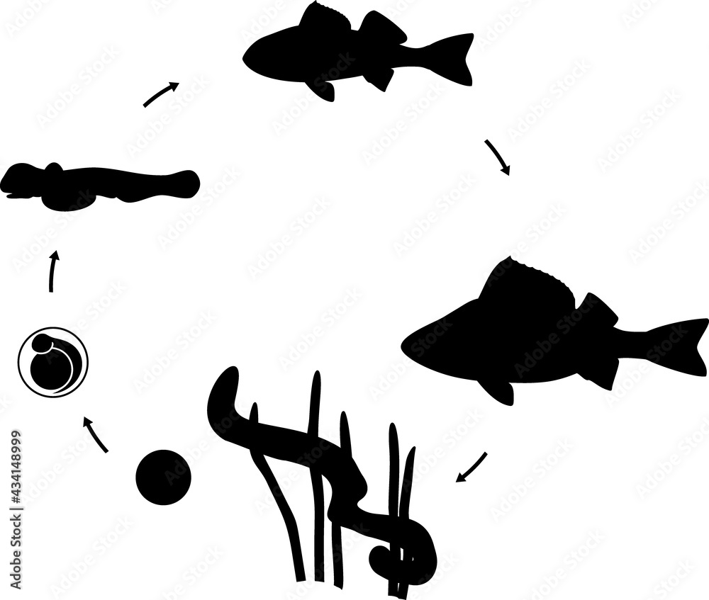 Sticker silhouette of fish life cycle. sequence of stages of development of perch (perca fluviatilis) freshw - Stickers