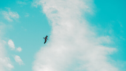 Bird Flying Sky Blue Seagull 