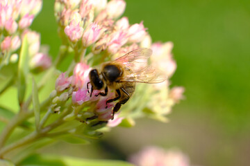 pszczoła na kwiatku rozmyte tło 2 - obrazy, fototapety, plakaty