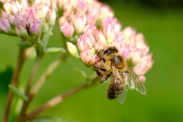 pszczoła na kwiatku rozmyte tło 1 - obrazy, fototapety, plakaty