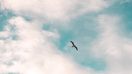 Bird Flying Sky Blue Seagull 