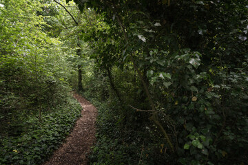 Fototapeta premium Scenic view of a trail hidden into the park