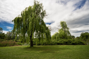 Fototapeta na wymiar Scenic view of trees in the park