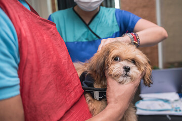 A veterinarian injects 5 in 1 vaccine into the back of an uneasy Lhasa Apso puppy at a local clinic. - obrazy, fototapety, plakaty