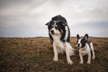 Naklejka na ściany i meble French bulldog and border collie in the field. They are crazy dogs.
