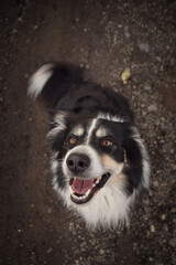 Autumn portrait of border collie on road. He is so cute in with this face. He has so lovely face.