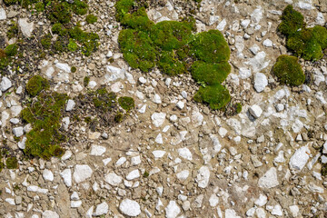 green moss on old asphalt lichen