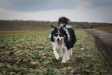 Naklejka na ściany i meble Border collie is running on the field. He is so funny outside.