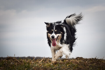 Border collie is running on the field. He is so funny and he looks more cute.