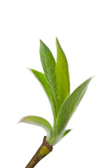 Spring willow twig with young leaves isolated on a white background.