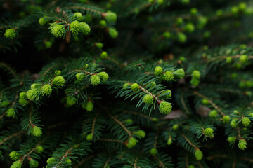Fototapeta na wymiar Selective focus, fir bud close up. Layout made of spruce branches with new growing needles. Pine tree background with copy space
