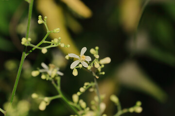 Selective focus shot of azadirachta indica flowers
