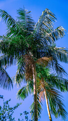 Tropical Island Landscape Palm tree Vaporwave Purple Blue Green Nature Lake Lagoon