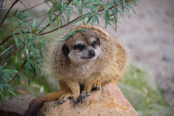 Surykatka odpoczywa na kamieniu © Krzysztof