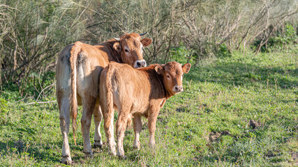 Two heifers in the meadow looking at the camera