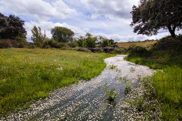 Small stream with white flowers in the spring field with green grass and blue sky.