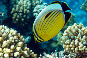 Naklejka na ściany i meble Coral fish Exquisite butterflyfish (Chaetodon austriacus) - Red Sea