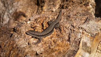 Jaszczurka zwinka Lacerta agilis © Marek