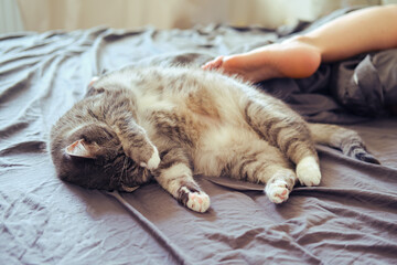 Funny cat sleeping on the bed next to a woman
