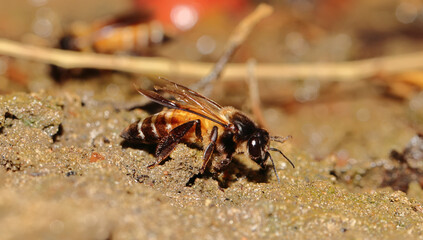 Selective focus shot of a clan of insects on the muddy ground