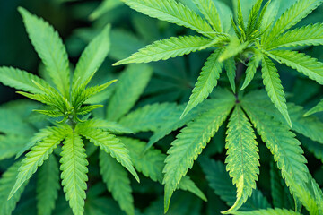 Small legal marijuana bud growing. Close Up on Cannabis Plant
