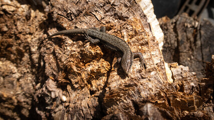 Jaszczurka zwinka Lacerta agilis © Marek