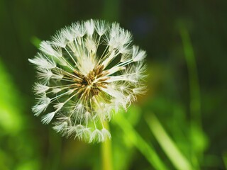 Dandelion bloomed on a mountain meadow in Celadna in the Beskydy Mountains in Moravia in the Czech Republic.