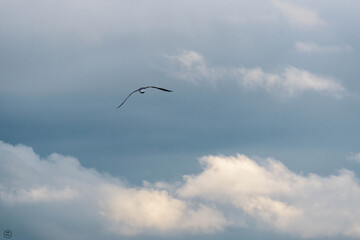 seagull in flight