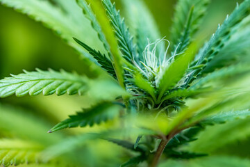 Fototapeta na wymiar Small legal marijuana bud growing. Close Up on Cannabis Plant 