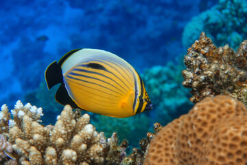 Naklejka na ściany i meble Coral fish Exquisite butterflyfish (Chaetodon austriacus) - Red Sea