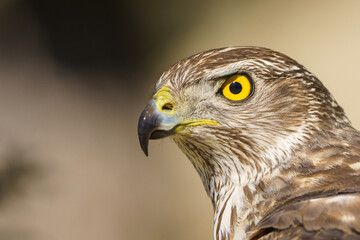 Close up portrait of a bird of prey, Accipiter nisus