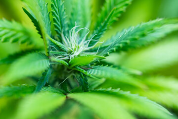 Small legal marijuana bud growing. Close Up on Cannabis Plant
