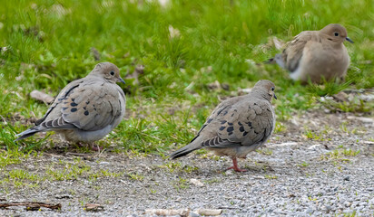 A Group of Three Mourning Doves ( Zenaida macroura ) Feeding On The Ground
