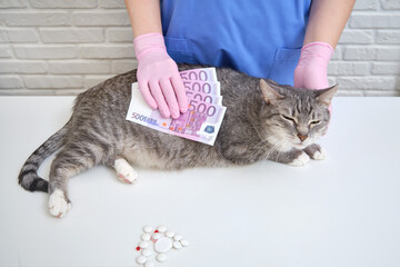 The veterinarian holds money near the cat lying on the table in the clinic