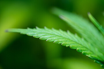 Small legal marijuana bud growing. Close Up on Cannabis Plant
