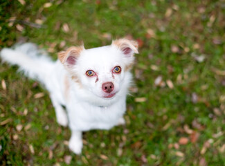 A Chihuahua mixed breed dog sitting in the grass and looking up at the camera