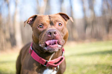 A red and white Pit Bull Terrier mixed breed dog licking its lips
