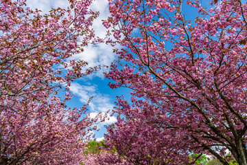 Japanese cherry trees, with pink colored flowers