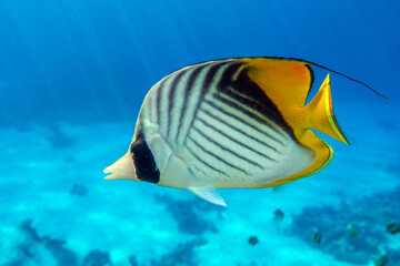 Fototapeta na wymiar Coral fish - Threadfin butterflyfish (chaetodon auriga) - Red Sea