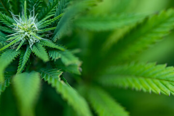 Small legal marijuana bud growing. Close Up on Cannabis Plant

