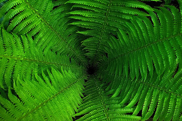 green fern background
